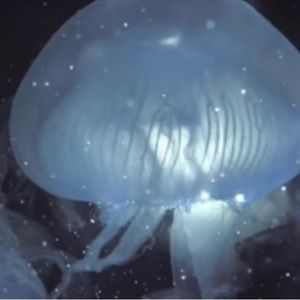 Meet your Posher, L.